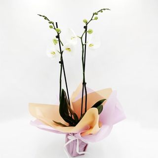Orquídea blanca con macetero