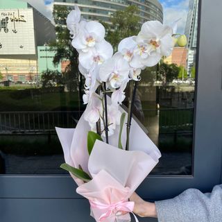 04-1 Storczyk Phalenopsis