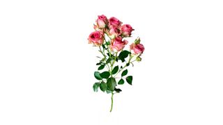 ვარდისფერი ჯუჯა ვარდი (სპრეი)