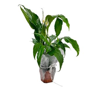Planta în ghiveci Cadou - Spathiphilium