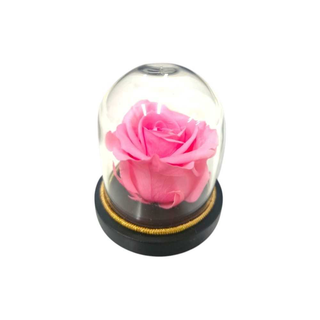Mini Campânula Rosa Cor-de-Rosa