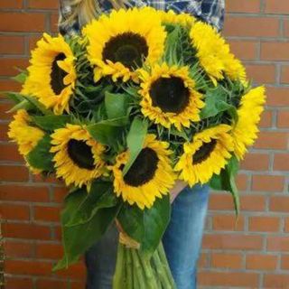 Bukiet z 10 Słoneczników 