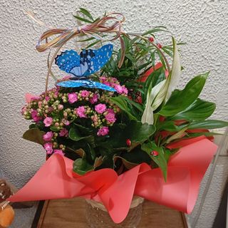 Cesta de plantas (M)