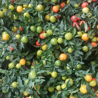 Pianta di solarum e sta fuori durano tantissimo tutto inverno