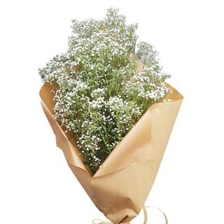 Paquete de paniculata