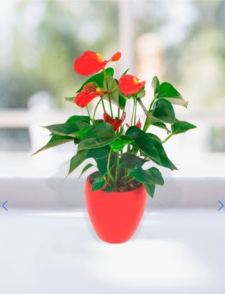  Vaso di Anthurium