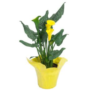 Calla 