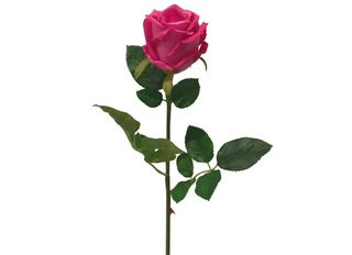1 Роза, розова