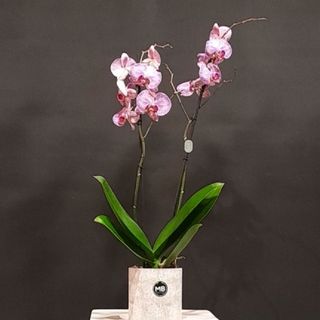 Orchidée mauve striée 