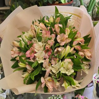 Pastelowa Alstromeria