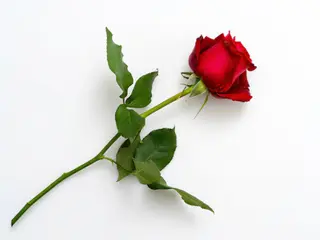 Rosa rossa singola