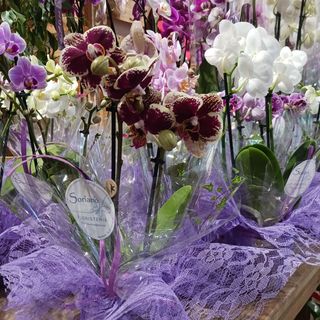 Orquídea Mini Día de la Madre