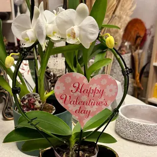 Orhidee Valentine’s Day 