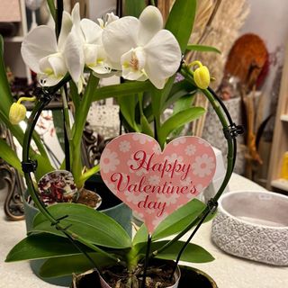 Orhidee Valentine’s Day 