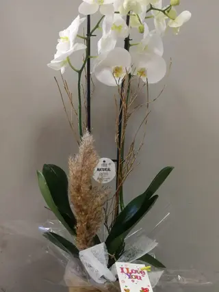 Orquídea Con Base