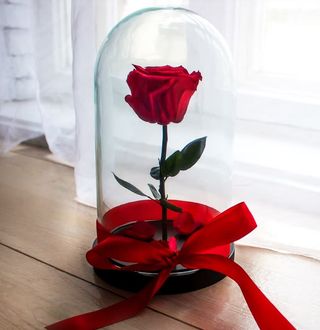 Trandafir criogenat rosu, in cupola