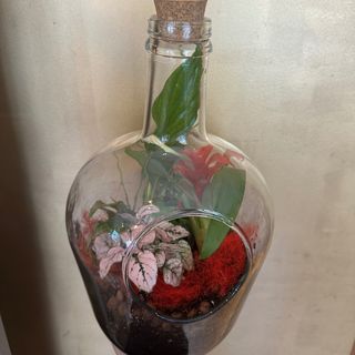 Terrario abierto con plantas 