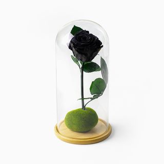 Rosa Preta Preservada em Campânula