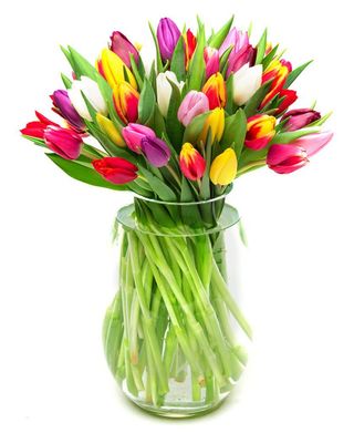 Paquete Basic 10 Tulipanes Colores Random Flores