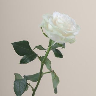 თეთრი ვარდი  