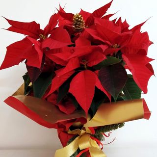 Stella natale