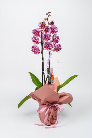 Phalenopsis - Orhidee (Culoare Mov)