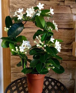 Stephanotis