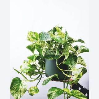 Potos – Verde Que Crece Contigo