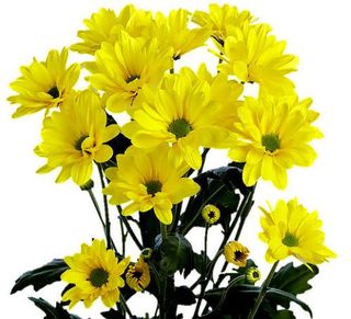 Margherite mazzo giallo