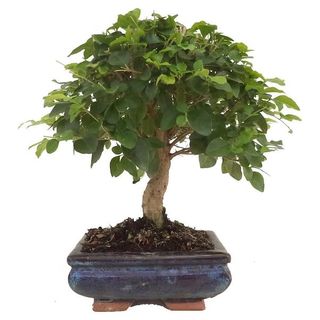 Bonsai Sortido
