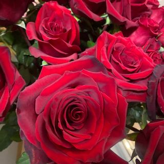 Троянда червона 90 см.