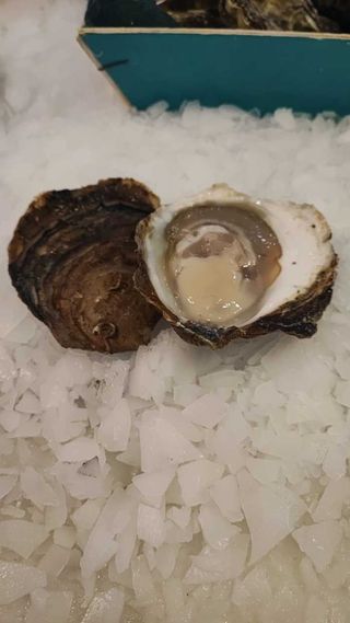 Ostra Plana (6 Uds.)