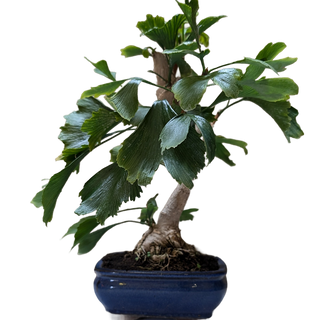 Bonsái Ginkgo Biloba 8 años