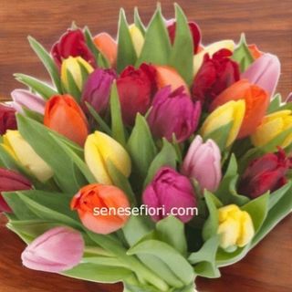 consegna Bouquet 15 tulipani 