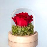 Cúpula MP Mini Con Rosa Roja