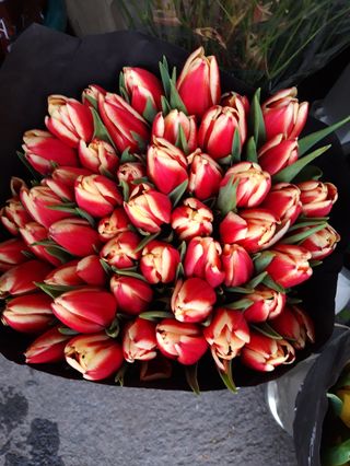 10 pezzi tulipani b colore extra bouquet