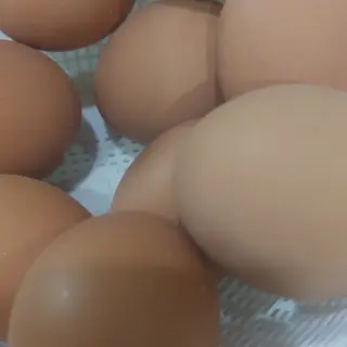 بيض مسلوق 