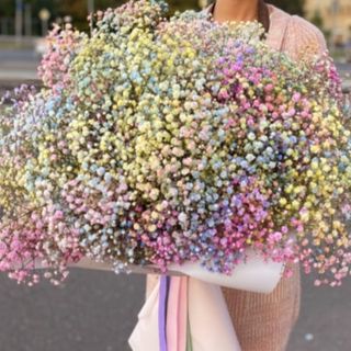 ფერადი ჰოლანდიური გიფსოფილები