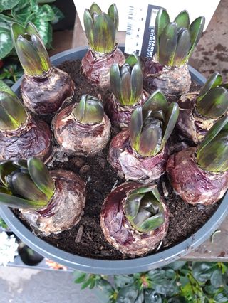 Pianta di giacente profumo a casa