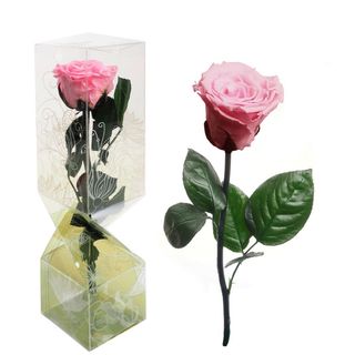 Rosa Eterna Rosa Tallo Corto