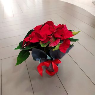 Aranžirana Božićna Zvijezda