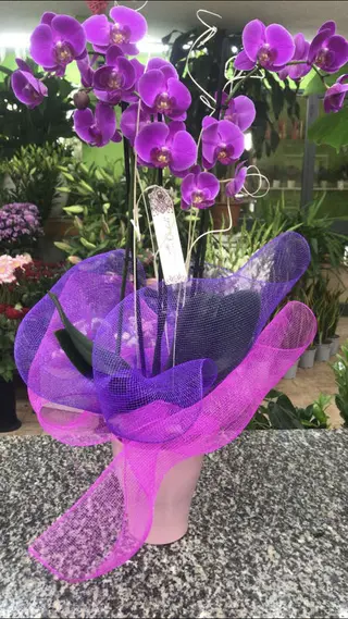 Piante di orchidea phalenopsis