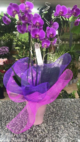 Piante di orchidea phalenopsis