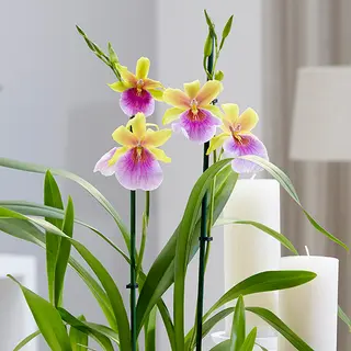 Orchide bicolore 