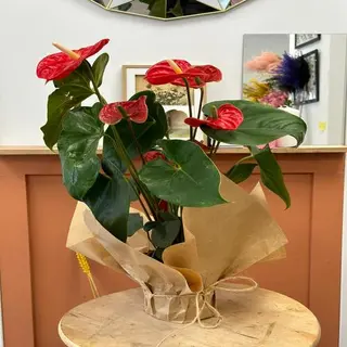 Anturiun Rojo