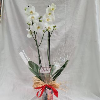 Phalaenopisis decorum 