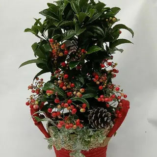 PLANTA ARDICIA CON CESTA 