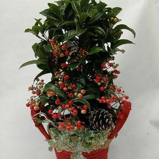 PLANTA ARDICIA CON CESTA 