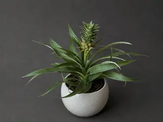 Ananas
