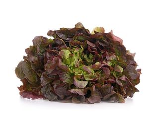 Feuille de Chêne Rouge - Unité 